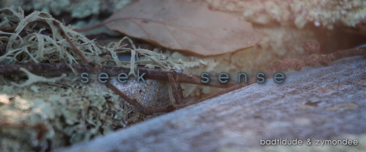 seek_sense_video_thumbnail.jpg
